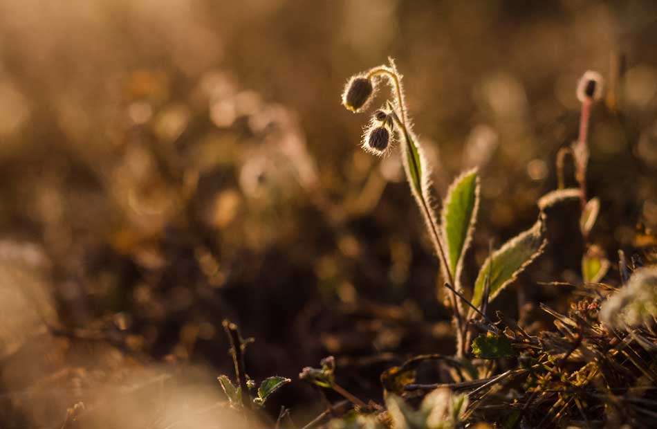 A picture of a flower that is starting to flower during a sunset.