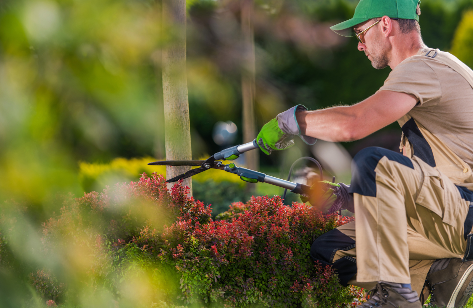 A man trimming shrubs and landscaping a yard.